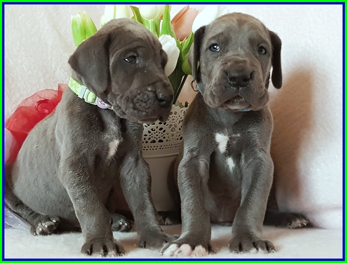 Litter Q - 3 weeks